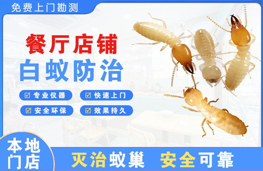万宁餐厅店铺白蚁防治